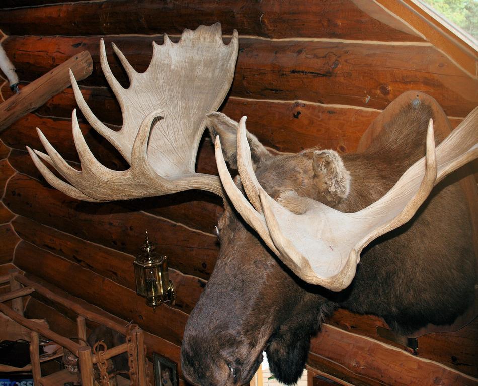Wise Old Hunter Lodge Anchor Point Kamer foto