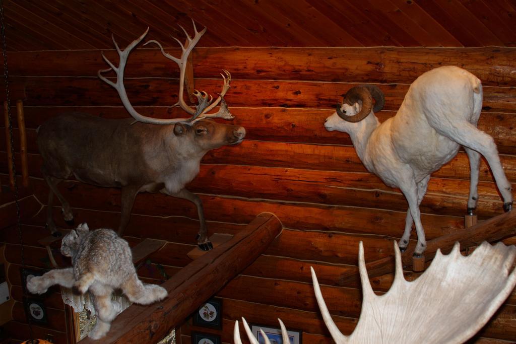 Wise Old Hunter Lodge Anchor Point Kamer foto